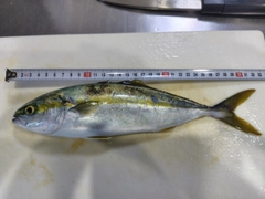 ツバスの釣果