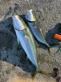 ヤズの釣果