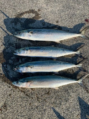 サワラの釣果・釣り情報まとめ【2026年最新】 - アングラーズ | 釣果