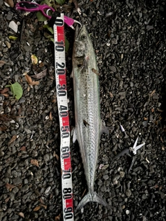サワラの釣果