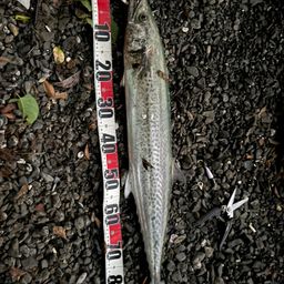 サワラの釣果・釣り情報まとめ【2026年最新】 - アングラーズ | 釣果
