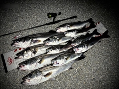 シーバスの釣果