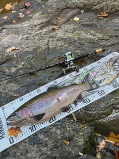 ニジマスの釣果