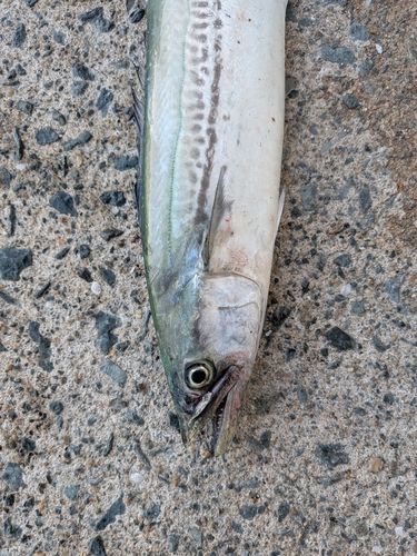 サワラの釣果・釣り情報まとめ【2026年最新】 - アングラーズ | 釣果