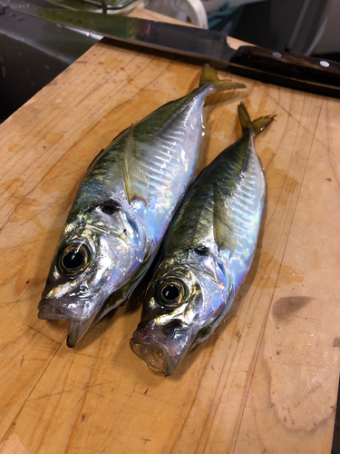 アジの釣果