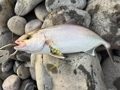 ネリゴの釣果