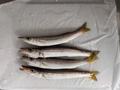 カマスの釣果