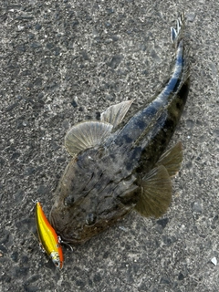 マゴチの釣果