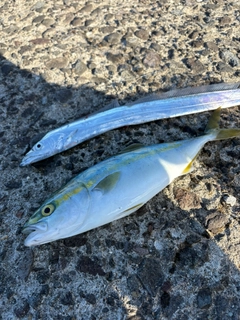 イナダの釣果