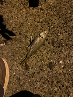 マアジの釣果