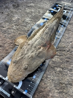 マゴチの釣果