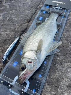 ヒラスズキの釣果