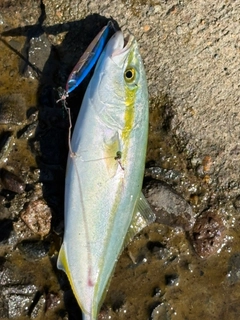 コゾクラの釣果