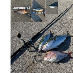 マダイの釣果