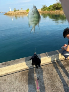スズメダイの釣果