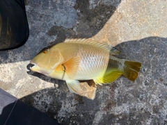 釣果