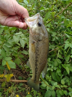ラージマウスバスの釣果