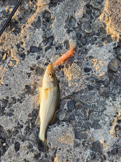 セイゴ（マルスズキ）の釣果