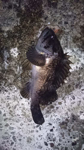 クロソイの釣果