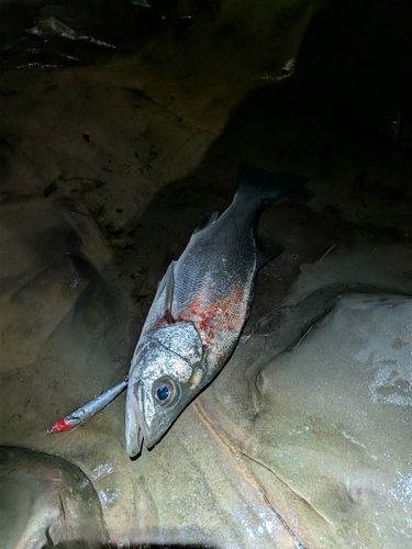 宮崎県の釣果・釣り場情報【2026年最新】 - アングラーズ | 釣果600万