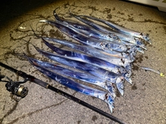 タチウオの釣果