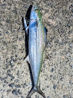 サゴシの釣果
