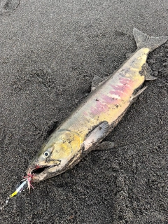 サケの釣果