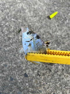 ヒイラギの釣果