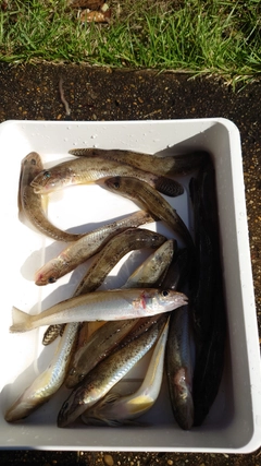 マハゼの釣果