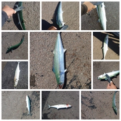 サゴシの釣果