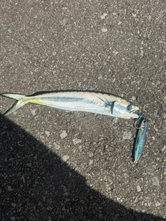 シイラの釣果