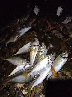 オニオコゼの釣果