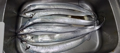 タチウオの釣果