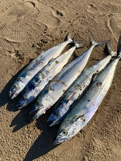 サゴシの釣果
