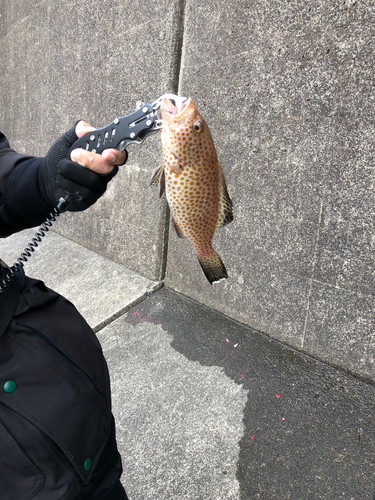 オオモンハタの釣果