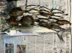 サゴシの釣果