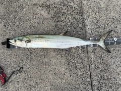 サワラの釣果