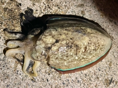 コウイカの釣果