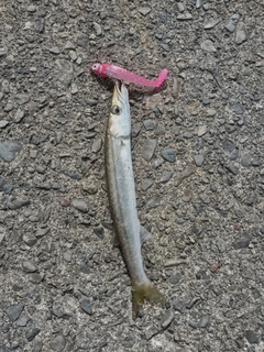 カマスの釣果