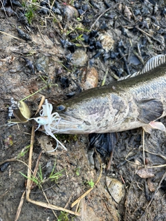ライギョの釣果