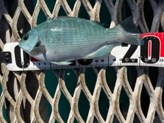 グレの釣果