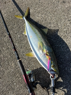メジロの釣果