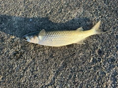 ボラの釣果