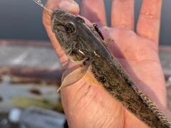 マハゼの釣果