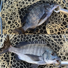 クロダイの釣果