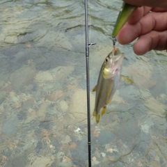 カワムツの釣果