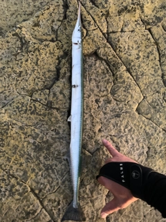 ダツの釣果