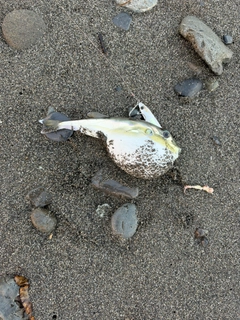 フグの釣果
