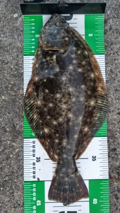 ヒラメの釣果