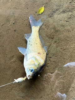 ヘラブナの釣果